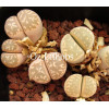 C360 - Seed